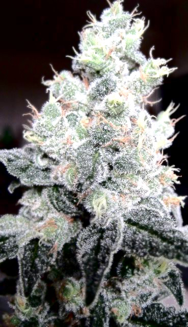 White Rhino Bulk Seeds