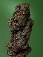 Amnesia Haze soma seeds