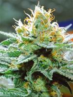 Amnesia x Buddha Kush Zaden