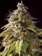 Caramel Monster van Vision Seeds