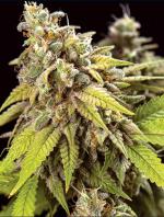 Doctor Jamaica Auto