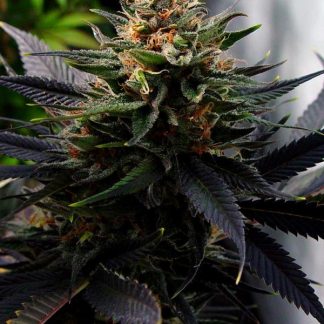 lavender soma seeds
