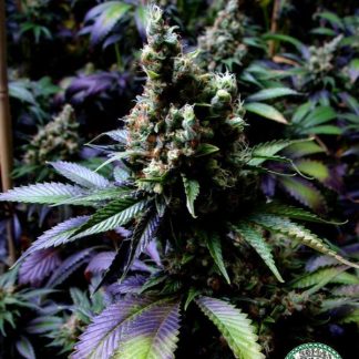 NYC Diesel soma seeds