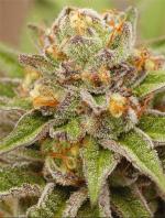 Pure Gelato