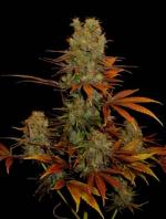 Soma Seeds Somango