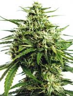 Vision Gorilla Auto