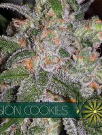 Vision Cookies
