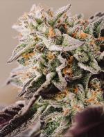 Vision Gelato Auto
