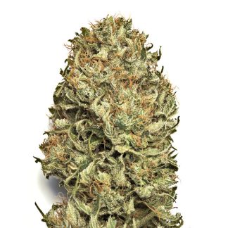 Blue Dream seeds