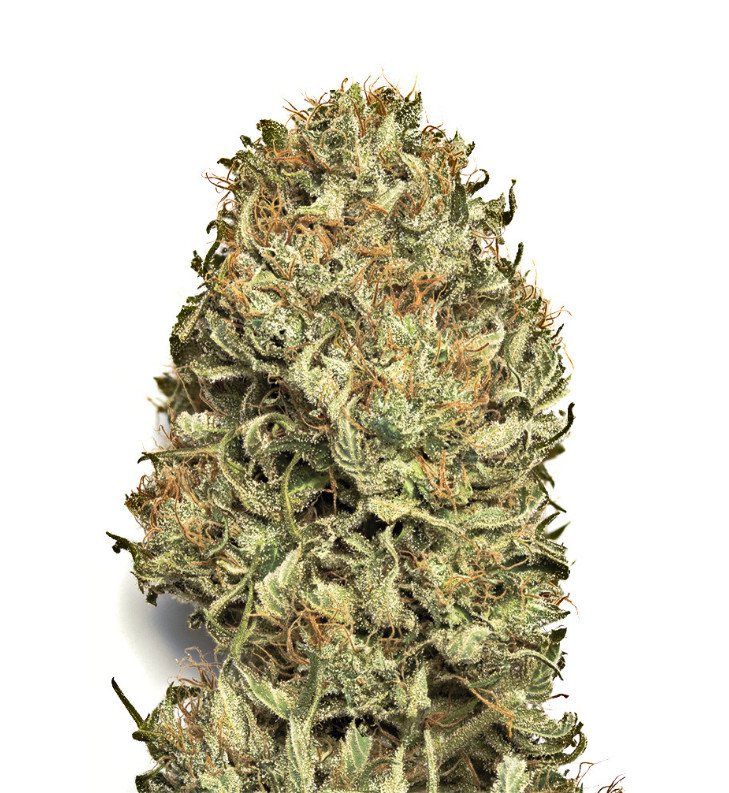 Graines de Blue Dream