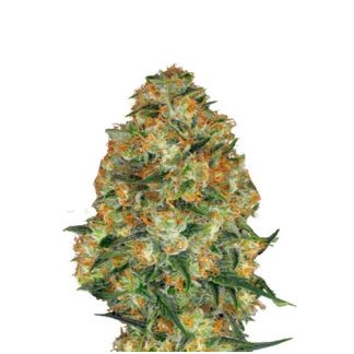 Gelato Zaden