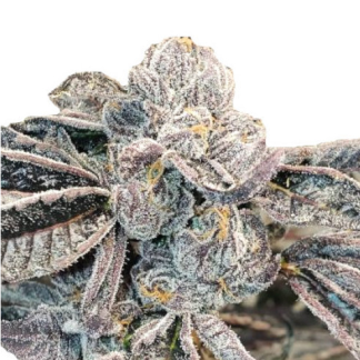 Runtz Seeds