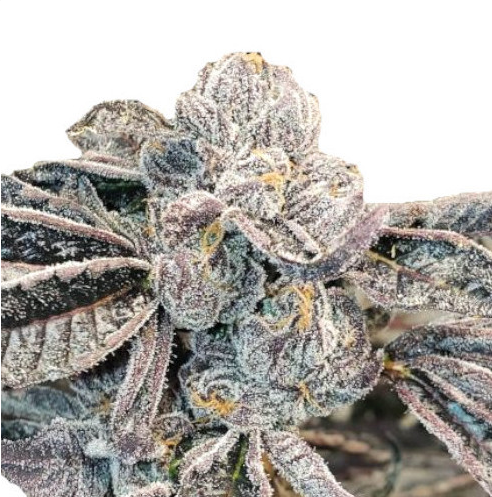Runtz Seeds