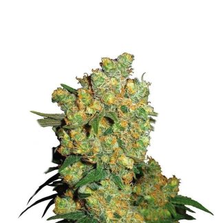 Big Bud Wietzaden