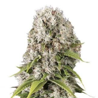 Black Domina Zaden