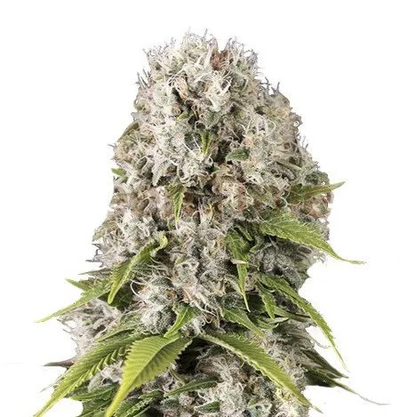 Black Domina Seeds