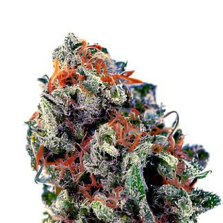 FROMAGE BLEU AUTO