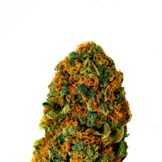 Bubblegum Wietzaden