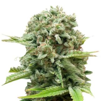 Critical Auto Wietzaden