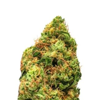 Critical Jack Seeds