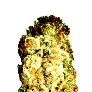 Critical XL Zaden