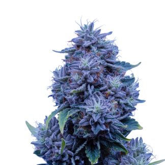 godfather og