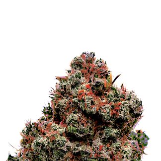 Candy Kush Auto