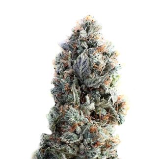 Ice graines de cannabis féminisées