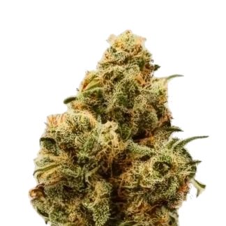 Kosher Kush BulkZaden