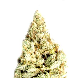 White Widow x Big Bud Zamen