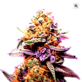 Purple Sherbet