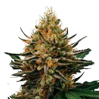 Afghan Kush Auto