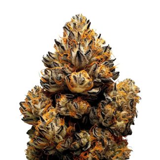 Agent Orange
