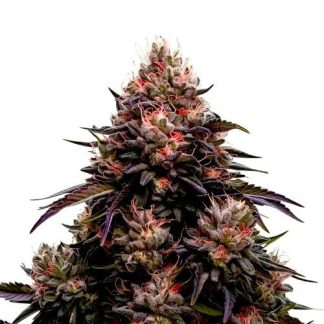 AK47 x Black Domina