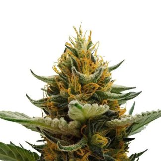 Amnesia XXL Auto