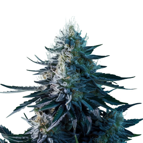Blue Dream Auto