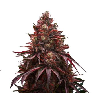 Cherry Pie Zaden