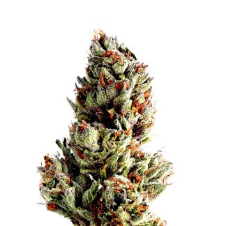 Runtz Seeds