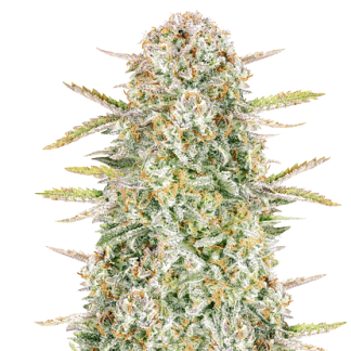Bruce Banner Bulk Seeds
