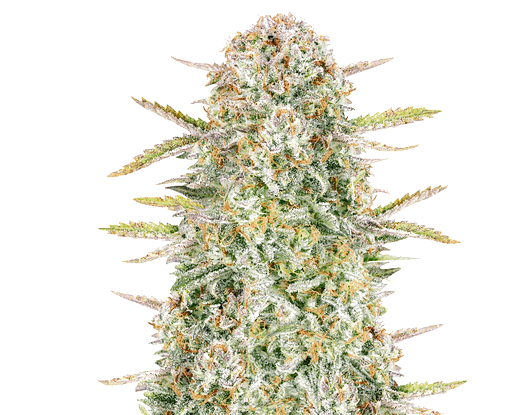 Bruce Banner Bulk Seeds