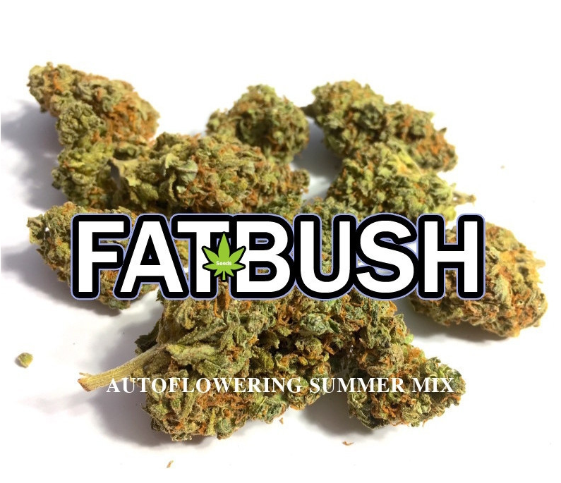 Mix Super Summer Auto 7 seeds