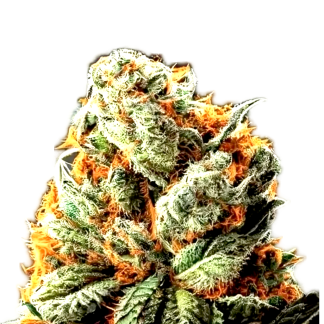 Northern Lights x Haze
