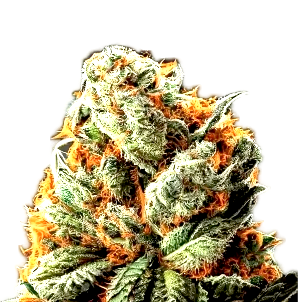 Northern Lights x Haze