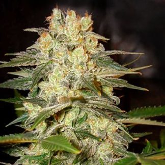 Afghan Kush BulkZaden