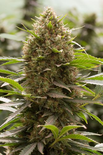 Amnesia x OG Kush Bulk Seeds
