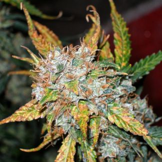 Auto Blueberry Bulk Seeds