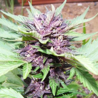 Auto Purple Bulk Seeds