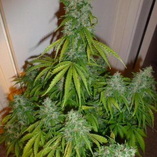 Automazar Bulk Seeds