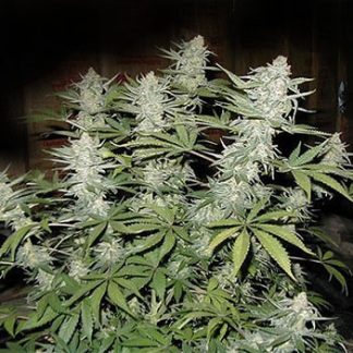 Big Bud BulkZaden