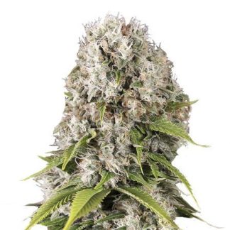 Black Domina